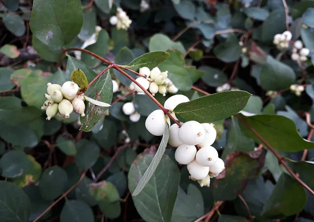 Snowberry Shrub Seeds - Non-GMO, Symphoricarpos albus, Native Iowa, Deciduous Bush, White Berries, Garden, Landscape, 50+ Seeds