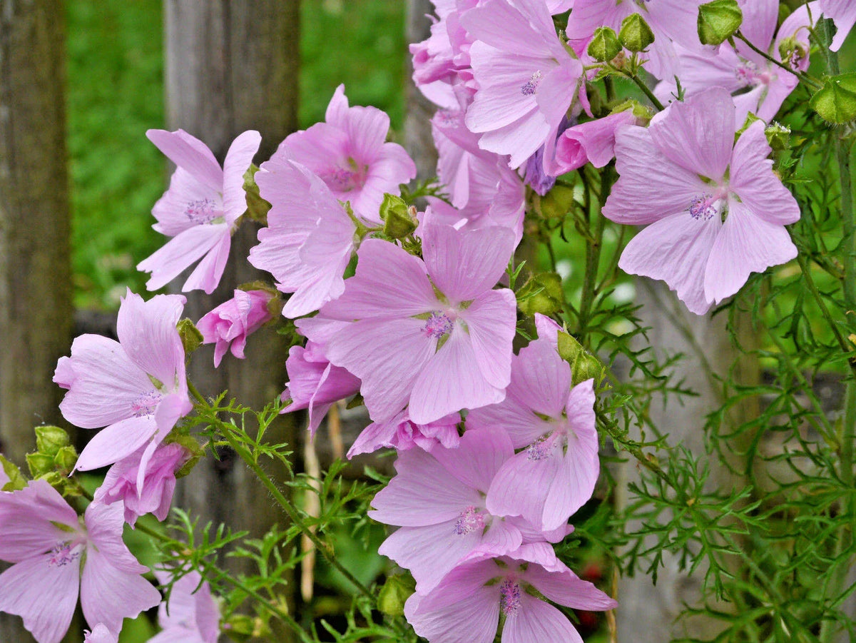 Pink Musk Mallow Seeds - 102 Count, Malva Moschata, Easy to Grow, Drought Tolerant, Butterfly Attracting, Full Sun to Partial Shade