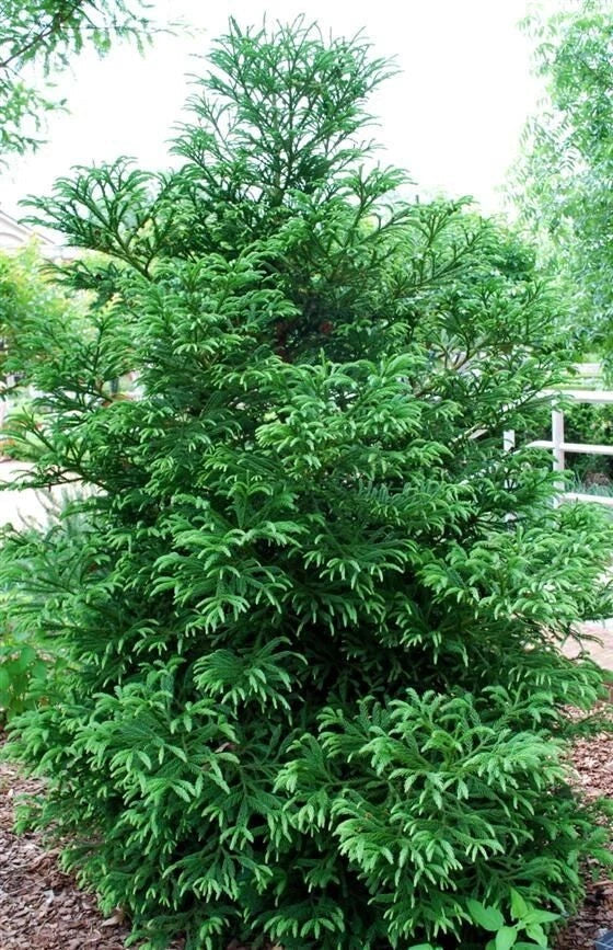Cryptomeria 'Black Dragon' Plant - Evergreen Conifer Tree - Japanese Cedar - Live Indoor/Outdoor Tree - 3-Gallon Pot