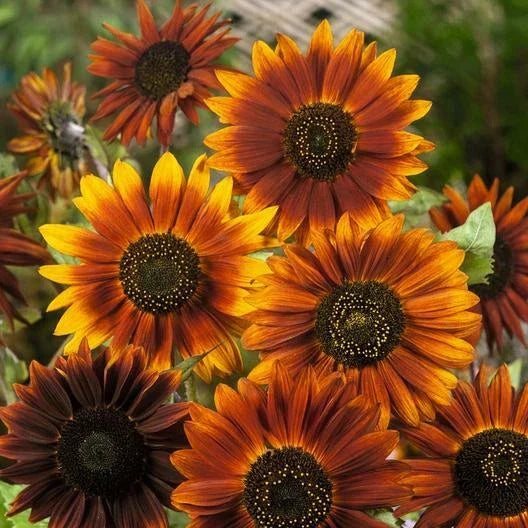 Sunflower Seeds Pack of 100 - Earthwalker Variety - Warm Earth Tones - Non-GMO Helianthus annuus