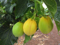 Jatropha Curcas Seeds - 15 Physic Nut Drought-Tolerant Seeds, Barbados Variety, Perennial Shrub for Sustainable Gardening