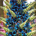 Blue Sapphire Tower Plant Seeds, Puya alpestris, Drought-Tolerant Succulent, Rare Tropical Flower Seeds, 10+ Seeds