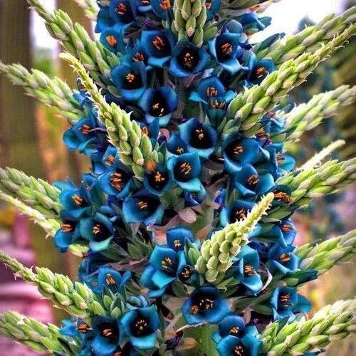 Blue Sapphire Tower Plant Seeds, Puya alpestris, Drought-Tolerant Succulent, Rare Tropical Flower Seeds, 10+ Seeds