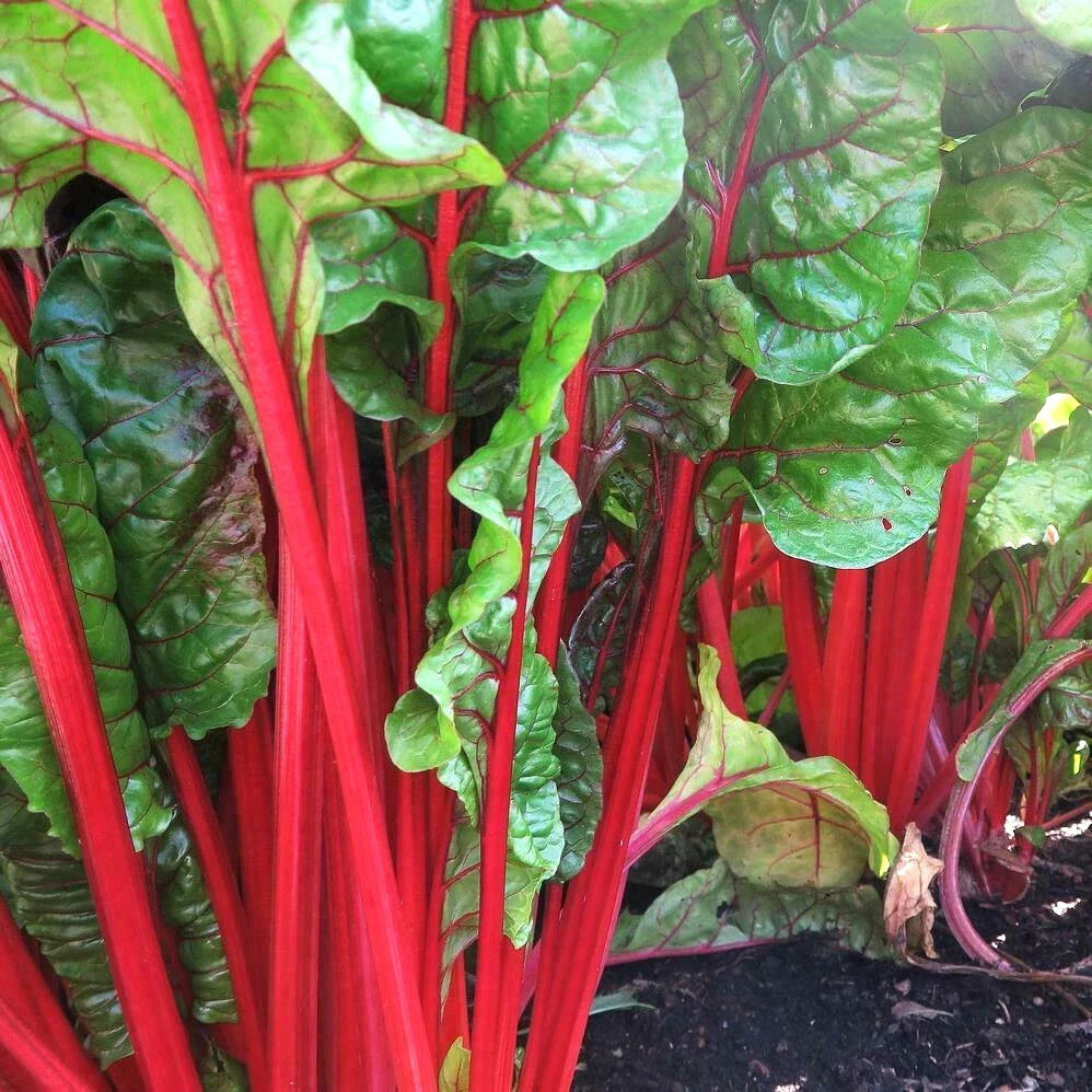 Ruby Red Rhubarb Swiss Chard Seeds | Crimson Silver Beet Spinach | Beta vulgaris | Non-GMO, Easy to Grow, Nutrient-Rich Greens