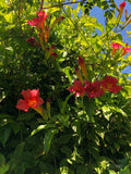 Organic Scarlet Trumpet Vine Cuttings - Amphilophium Buccinatorium Climbing Plant, 6-inch Stems, Fast-Growing, Drought-Tolerant, Attracts Pollinators