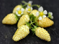 Yellow Wonder Strawberry Seeds - Non-GMO Fragaria × ananassa for Home Gardening, Compact Growth, Bright Yellow Fruit
