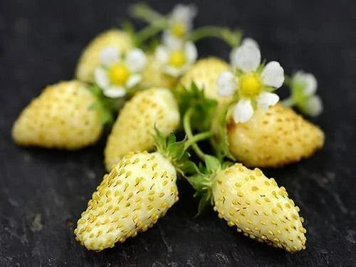 Yellow Wonder Strawberry Seeds - Non-GMO Fragaria × ananassa for Home Gardening, Compact Growth, Bright Yellow Fruit