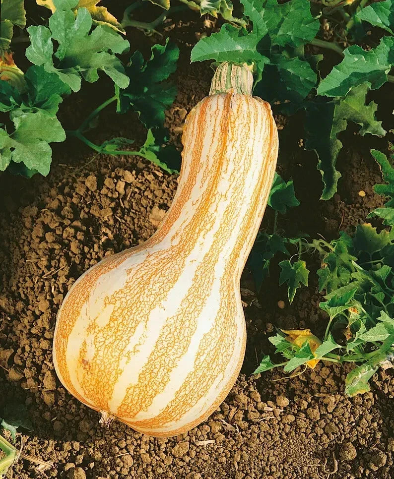 Organic Orange Striped Cushaw Squash Seeds - Cucurbita maxima, 10 Pack, Heirloom, Non-GMO, Full Sun, Garden, Cooking, Decoration