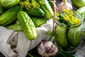 Boston Pickling Cucumber Seeds – Non-GMO Heirloom Cucumis sativus for Pickling & Fresh Eating, 100+ Seeds Packet