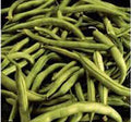 Heirloom Bean Seeds - Commodore Bush Variety, 100+ Non-GMO Green Beans, Organic Gardening, Phaseolus vulgaris Planting Supplies