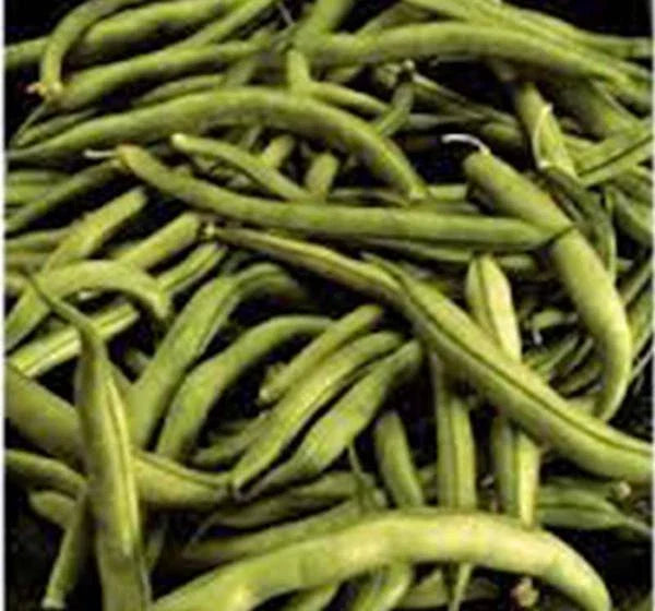 Heirloom Bean Seeds - Commodore Bush Variety, 100+ Non-GMO Green Beans, Organic Gardening, Phaseolus vulgaris Planting Supplies