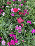 Sweet William Flower Seeds - Organic Non-GMO Edible Herb for Bee Garden - Dianthus barbatus, 100 Pack