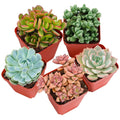 Live Succulent Plants Pack of 4 - Fully Rooted, Pet Safe, Assorted Varieties