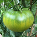 Aunt Ruby's German Green Tomato Seeds - Heirloom Beefsteak Variety, Green Turning Golden-Yellow, Solanum lycopersicum, 30-2000 Seeds