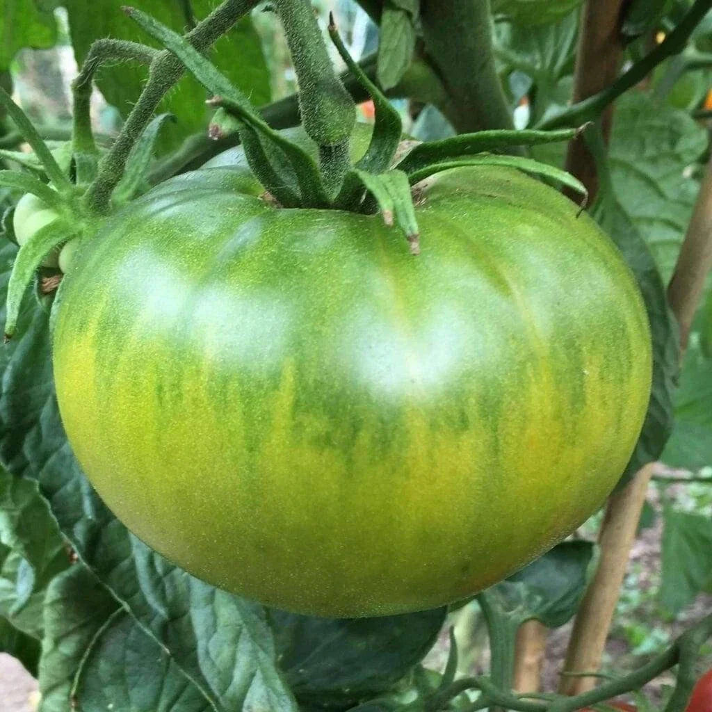 Aunt Ruby's German Green Tomato Seeds - Heirloom Beefsteak Variety, Green Turning Golden-Yellow, Solanum lycopersicum, 30-2000 Seeds