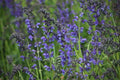 Blue Sage Seeds 100+ Non-GMO Salvia Farinacea Herb Seeds for Gardening, Perennial Blue Flower Seeds