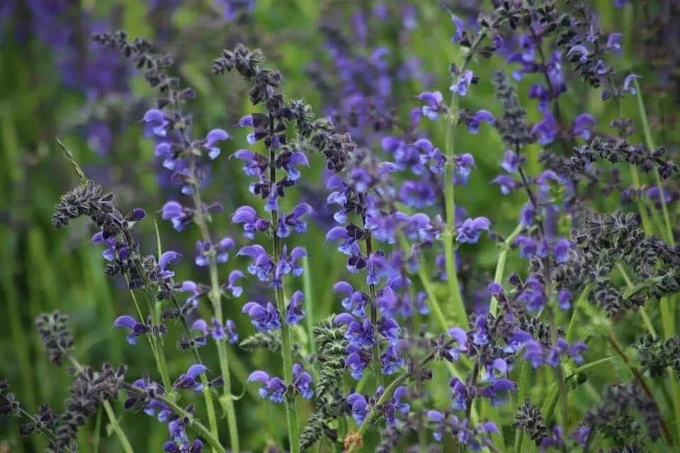 Blue Sage Seeds 100+ Non-GMO Salvia Farinacea Herb Seeds for Gardening, Perennial Blue Flower Seeds
