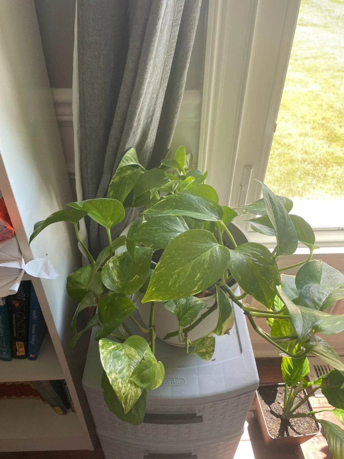 Bare Root Golden Pothos Plant - Epipremnum aureum - Indoor Houseplant for Air Purification and Decor