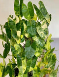 Variegated Burle Marx Philodendron Cutting with Air Roots Indoor House Plant, Philodendron 'Burle Marx'