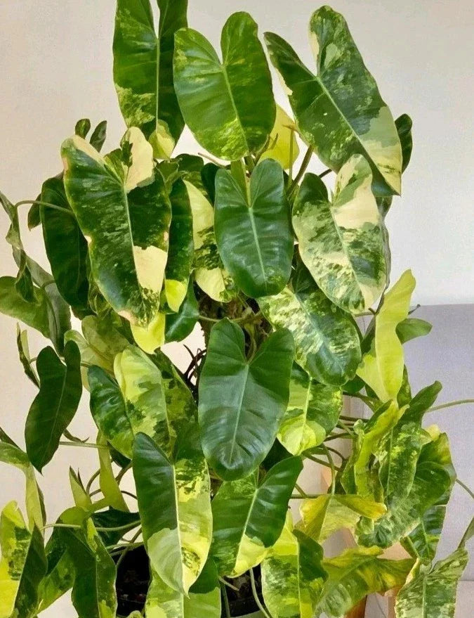 Variegated Burle Marx Philodendron Cutting with Air Roots Indoor House Plant, Philodendron 'Burle Marx'