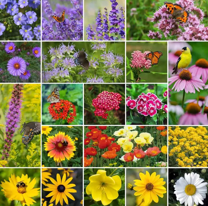 Perennial Pollinator Mix Seeds - 20 Varieties Summer-Fall Flowers for Bees & Butterflies, Non-GMO, Wildflower Garden Seed Pack