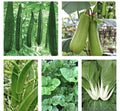 Asian Vegetable Seeds Bundle - 10 Packets Non-GMO Heirloom Organic Seeds for Garden, Home Farming, and Culinary Use