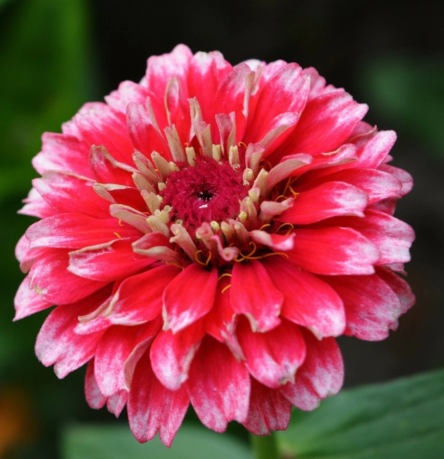 Zinnia Seeds - Bi-Colored Ice Queen Variety - 25+ Seeds for Garden, Cut Flowers & Pollinator Attraction - Zinnia elegans