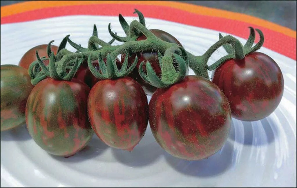 Chocolate Cherry Tomato Seeds - Organic Heirloom, Super Sweet, Solanum lycopersicum, 120+ Seeds, Indeterminate, Garden & Container