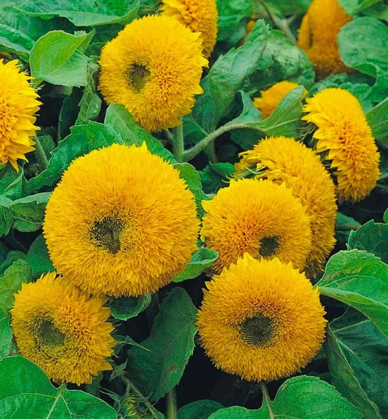 Dwarf Sungold Double Sunflower Seeds - 50+ Non-GMO Helianthus annuus for Containers & Small Gardens