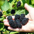 Prime-Ark Freedom Blackberry Plant Bare Root Floricane Edible Fruit Rubus spp. High Antioxidant Yield