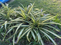 Dwarf Pandanus Live Rooted Cutting, Pandanus baptistii, Indoor Tropical Houseplant, Easy Care Greenery
