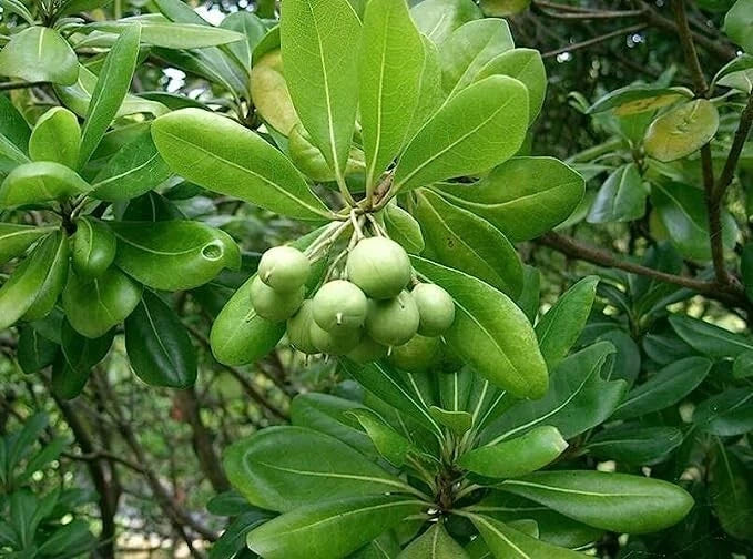 Japanese Cheesewood Tree Seeds – Pittosporum tobira, Hardy Evergreen, Fragrant Flowers, Garden Planting, 30 Seeds