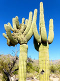 10 Saguaro Cactus Seeds Carnegiea gigantea - Drought-Resistant Tree-Like Succulent for Garden & Xeriscaping