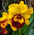 Cattleya Orchid Plant 4.5" Pot Near Blooming Size Rlc Liu's Joyance Hybrid