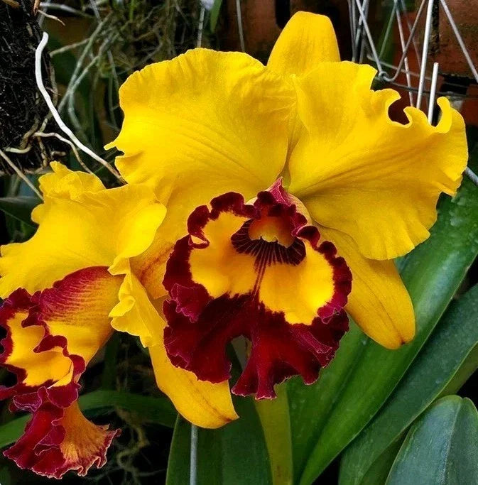 Cattleya Orchid Plant 4.5" Pot Near Blooming Size Rlc Liu's Joyance Hybrid