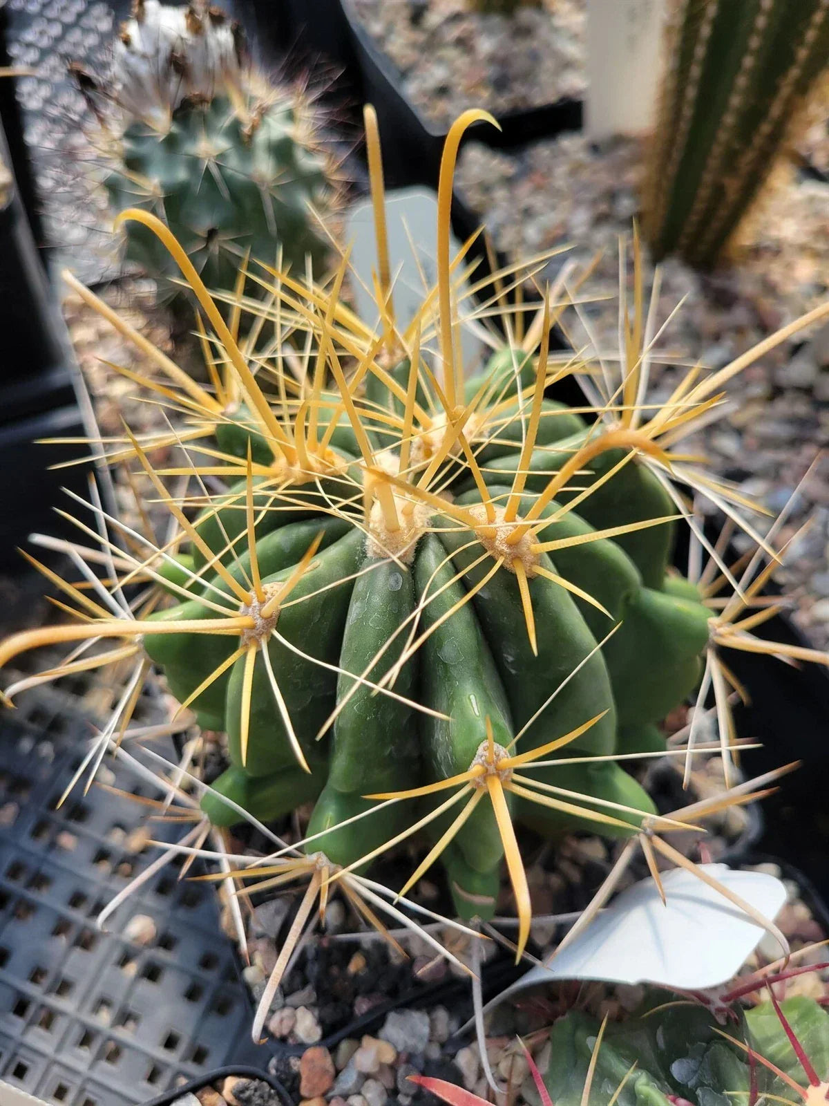 Ferocactus wislizeni f. flavispinus Potted Cactus with Yellow Spines - Succulent Plant for Indoor & Outdoor Decor