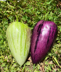Pepino Melon Cuttings - 8 Varieties (Gold & Purple) - Solanum muricatum - Fruit Plant for Garden or Container
