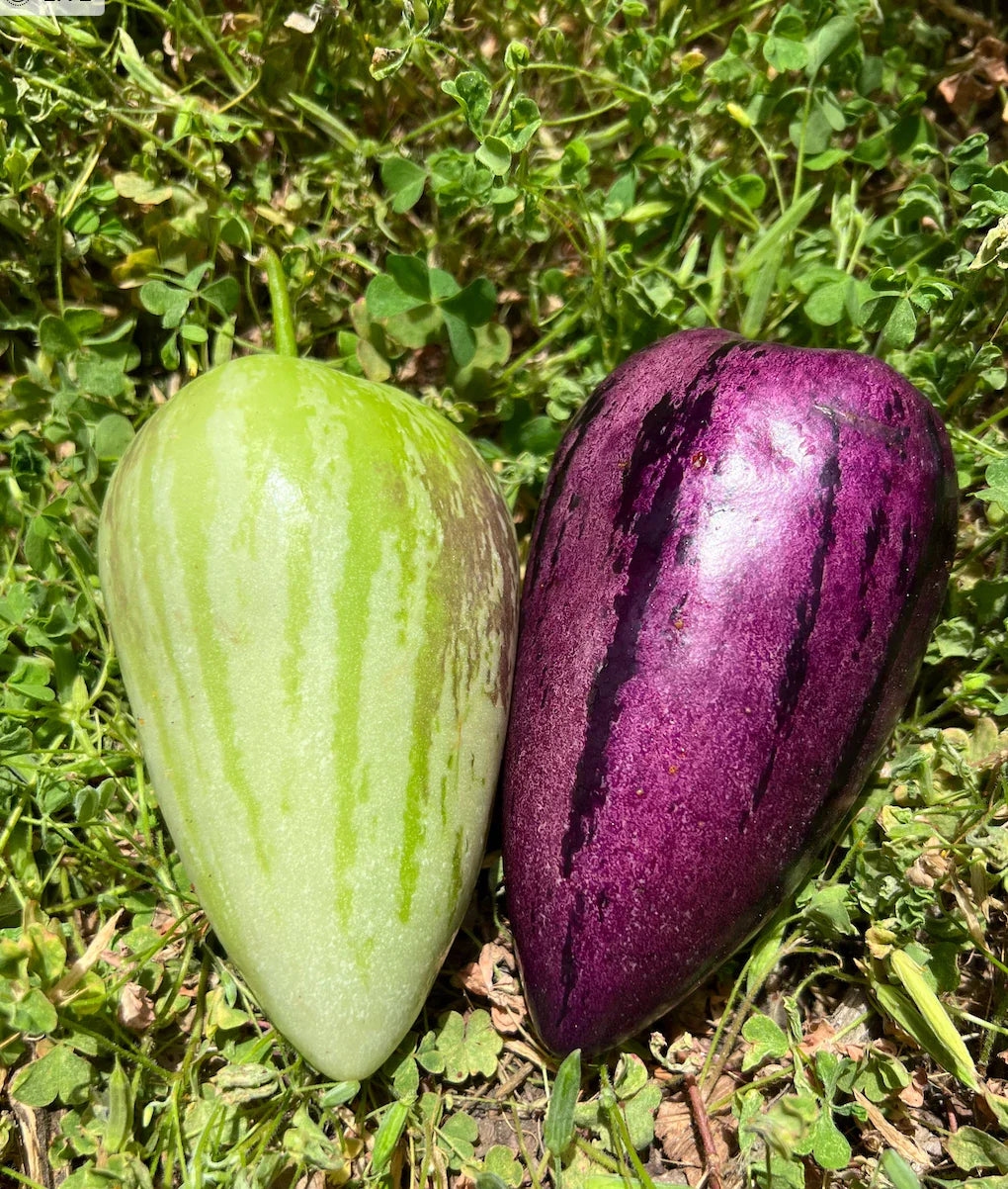 Pepino Melon Cuttings - 8 Varieties (Gold & Purple) - Solanum muricatum - Fruit Plant for Garden or Container