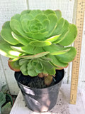 Large Rooted Aeonium Arboreum Succulent Green Rose – Rosette-Shaped, Drought-Tolerant, Indoor & Outdoor Plant