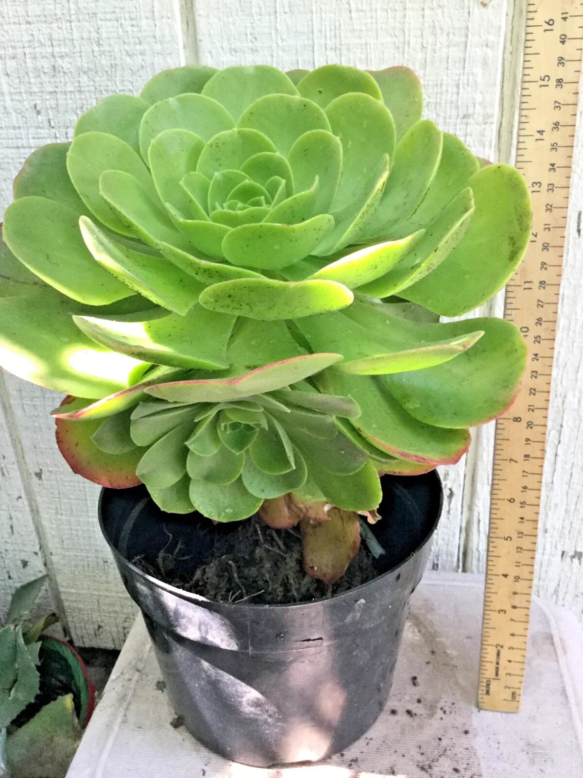 Large Rooted Aeonium Arboreum Succulent Green Rose – Rosette-Shaped, Drought-Tolerant, Indoor & Outdoor Plant