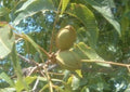 Live Pecan Tree Seedlings - 2 Pack, Rooted for Planting, Carya illinoinensis, Nut Producing, Deciduous Shade Tree