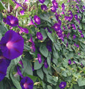 Morning Glory Seeds 30+ Pack, Purple Grandpa Ott, Ipomoea purpurea, Climbing Annual Flower for Garden Planting
