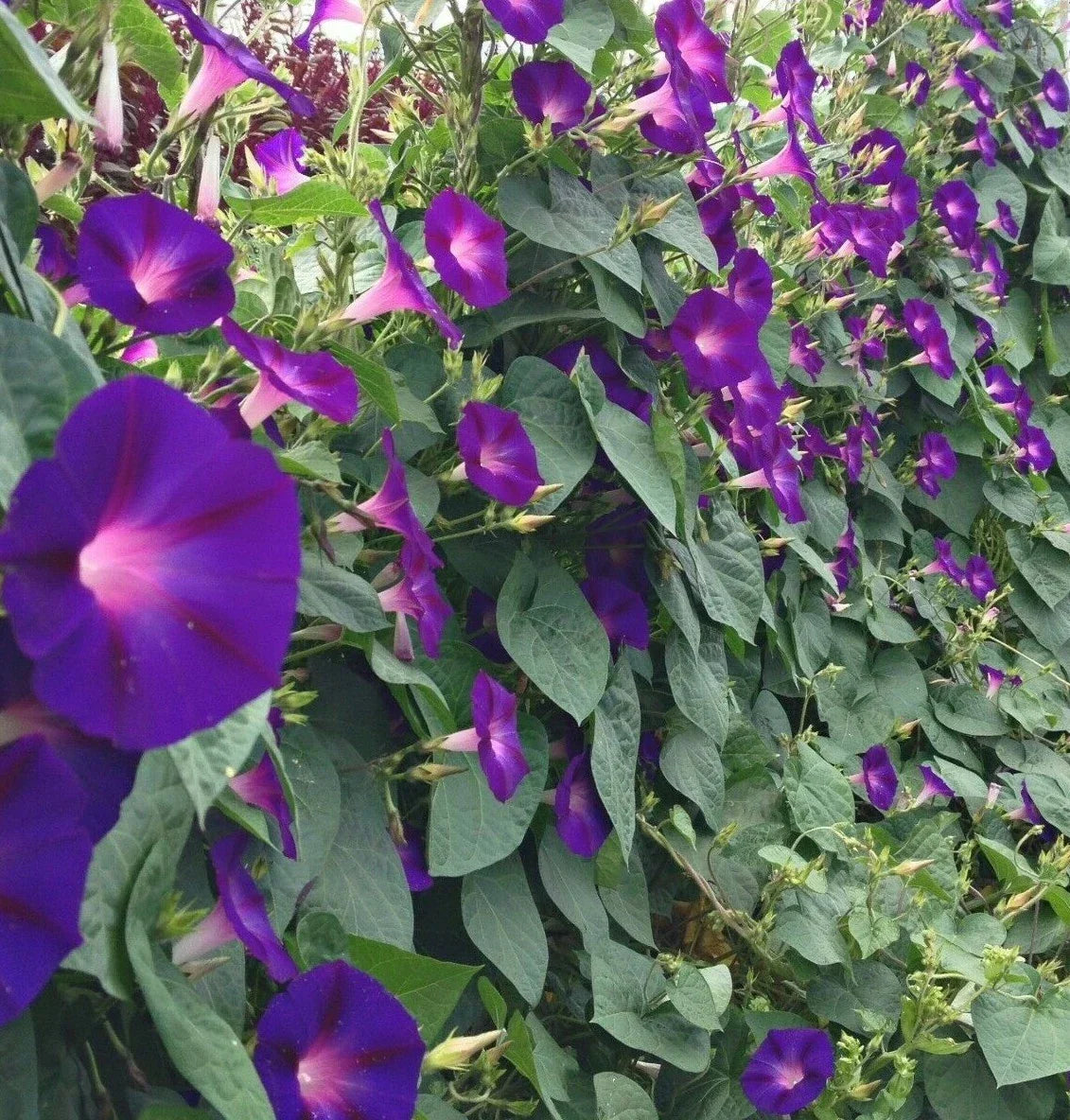 Morning Glory Seeds 30+ Pack, Purple Grandpa Ott, Ipomoea purpurea, Climbing Annual Flower for Garden Planting