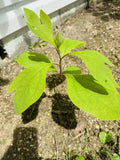 Organic Sassafras Trees Bare Root 10 Pack - Sassafras albidum Saplings