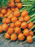Carrot Seeds - Parisian Variety - Organic Daucus carota - Heirloom, Round, Sweet Flavor, Non-GMO Seed Packet