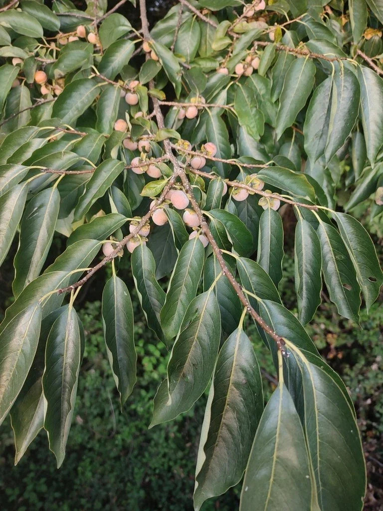 Date Plum Tree Seeds - 100 Pack Diospyros Lotus Persimmon Seeds for Home Garden, Fruit Tree, Edible Fruits, Drought Tolerant, Free Shipping