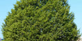 Eastern Red Cedar Tree Plant Bare Root 12-18 Inch Juniperus virginiana Hardy Zones 5-9