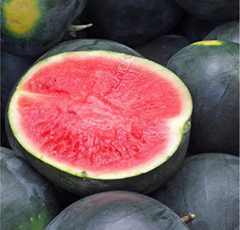 Black Diamond Watermelon Seeds - Heirloom Variety, Large Fruits 30-50 lbs, Non-GMO, USA Grown, Pack of 20+ Seeds