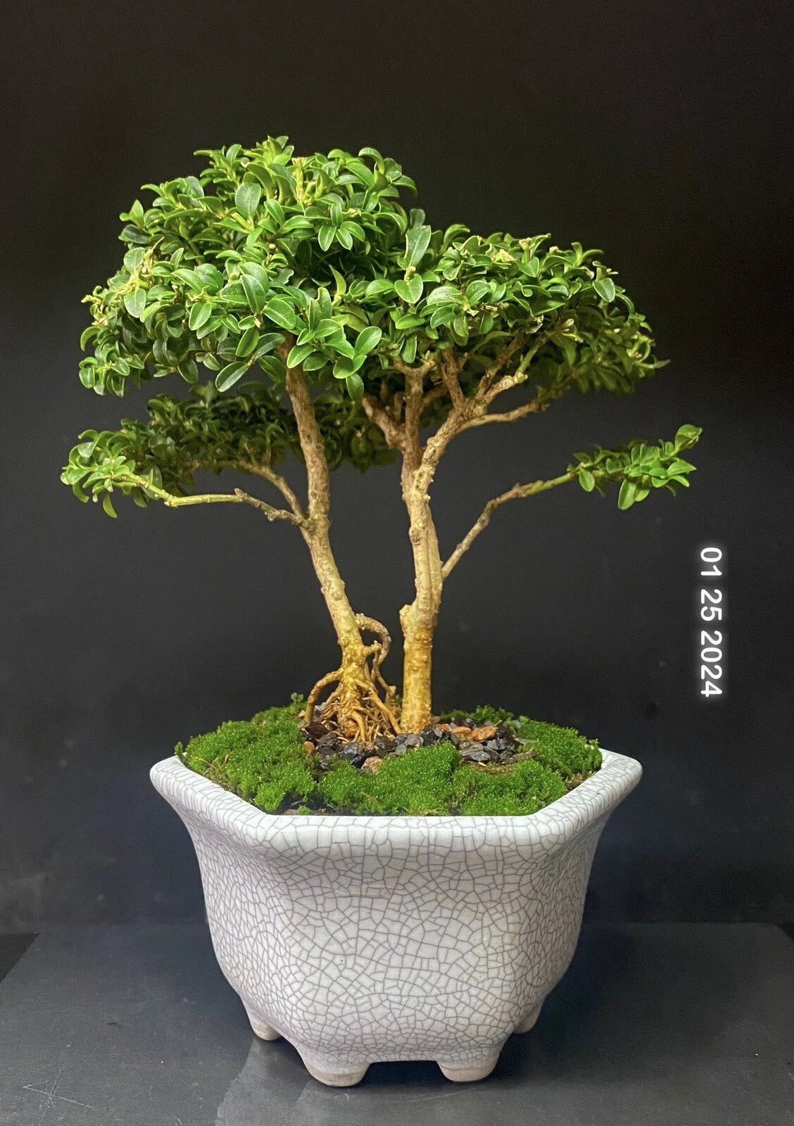 Kingsville Boxwood Bonsai Tree 8" Potted Buxus microphylla var. japonica Crackle Glaze Pot