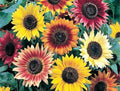 Sunflower Seeds Evening Colors Mix - 62 Seeds Helianthus annuus Garden Flower Pack for Pollinators & Bouquets